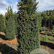 Taxus baccata 200-225 cm draadkluit