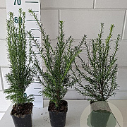 Taxus baccata 40-50 cm P11