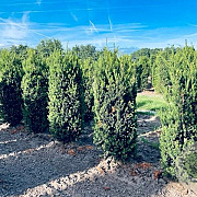 Taxus media 'Hillii' 150-175 cm draadkluit