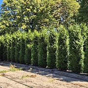 Thuja pl. 'Excelsa' 300-325 cm draadkluit extra