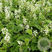 Tiarella 'Appalachian Trail' GM P9