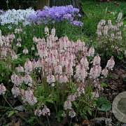 Tiarella c. 'Pink Brushes' GM P9