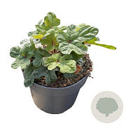 Tiarella 'Spring Symphony' GM 2,0L