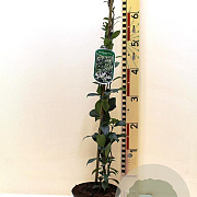 Trachelospermum jasminoides 60-80 cm 2,0L