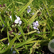 Tradescantia (A) 'J.C. Weguelin' GM P9