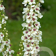Verbascum chaixii 'Album' GM P9