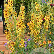 Verbascum 'Cotswold Queen' GM P9