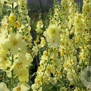 Verbascum 'Gainsborough' GM P9