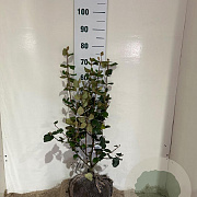 Viburnum burkw. 'Anne Russell' 50-60 cm met kluit