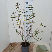 Viburnum burkwoodii 60-70 cm 5,0L