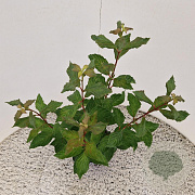 Viburnum farreri 50-55 cm 2,5L