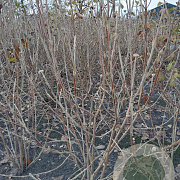 Viburnum lantana 150-175 cm met kluit struik 50
