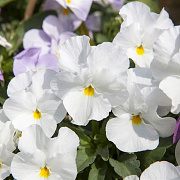 Viola (C) 'Milkmaid' GM P9