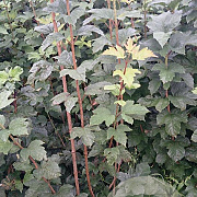 Viburnum opulus 100-125 cm met kluit struik meerstammig