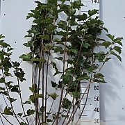 Viburnum opulus 125-150 cm met kluit