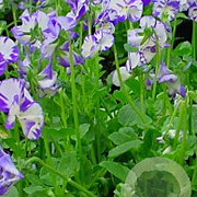 Viola (C) 'Rebecca Cawthorne' GM P9