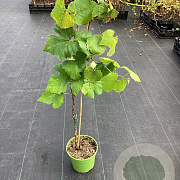 Vitis 'Vanessa' GM C3