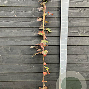 Vitis vinifera 'Purpurea' 150-175 cm vierkant rond 5,5L