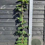Wisteria brach. 'Shiro Kapitan' 150-175 cm vierkant rond 5,5L