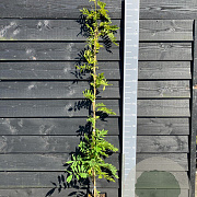 Wisteria flor. 'Alba' 150-175 cm vierkant rond 5,5L