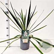 Yucca filamentosa 'Bright Edge' 40-50 cm 7,5L