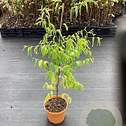 Ziziphus jujuba GM C3