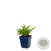 Dryopteris filix-mas GM  P11