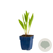 Echinacea paradoxa GM  P11