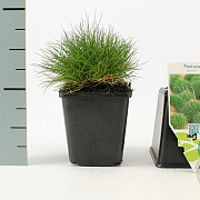 Festuca gautieri GM P9