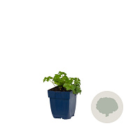 Geranium cant. 'Cambridge' GM  P11