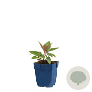 Helleborus sternii GM  P11