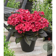 Hydrangea m. Black Diam. Dark Angel 15-20 cm 2,0L