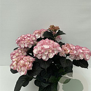 Hydrangea m. Bl. Di. Midnight Pearl 15-20 cm 2,0L