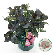 Hydrangea m. Bl. Di. Midnight Pearl 30-40 cm 5,0L