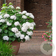 Hydrangea m. Endl. Summer The Bride 15-20 cm 2,0L