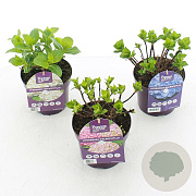 Hydrangea m. Forever & Ever Mix 15-20 cm 2,0L