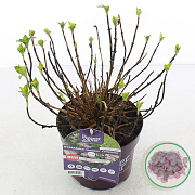 Hydrangea m. Hortbux 15-20 cm 2,0L rose
