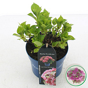 Hydrangea m. Lady Mata Hari 15-20 cm 2,0L rose