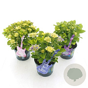 Hydrangea m. Music Collection Mix 15-20 cm 2,0L