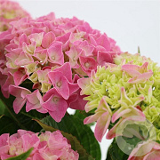 Hydrangea m. Music Coll. Pink Pop 15-20 cm 2,0L