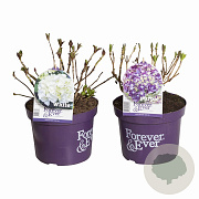 Hydrangea pan. Forever & Ever Mix 30-40 cm 5,0L