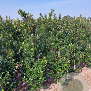 Ilex meserv. 'Blue Prince' 150-175 cm met kluit