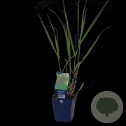 Molinia caerulea 'Black Arrows' GM  P11