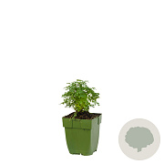 Ruta graveolens GM  P11