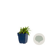 Salvia nem. 'Ostfriesland' GM  P11