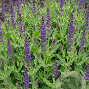 Salvia sylv. 'Balsalarv' GM  P11