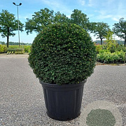 Taxus baccata 80 cm container bol