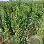 Taxus media 'Hicksii' 125-150 cm met kluit