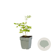 Thalictrum del. 'Hewitt's Double' GM  P11