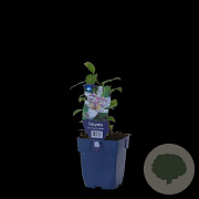 Tricyrtis hirta 'Taiwan Adbane' GM  P11